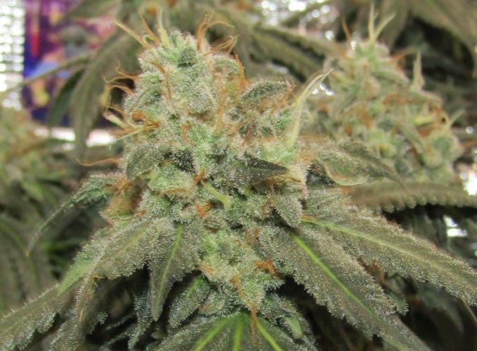 Teufels Plätzchen ! USA Genetics 2026. Week 18