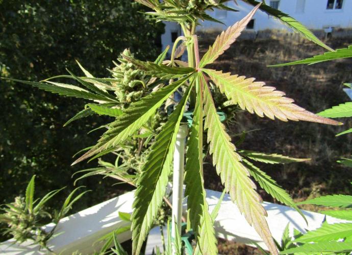 Fast Buds Outdoor 2026 -Guava RF3 Auto. Week 9