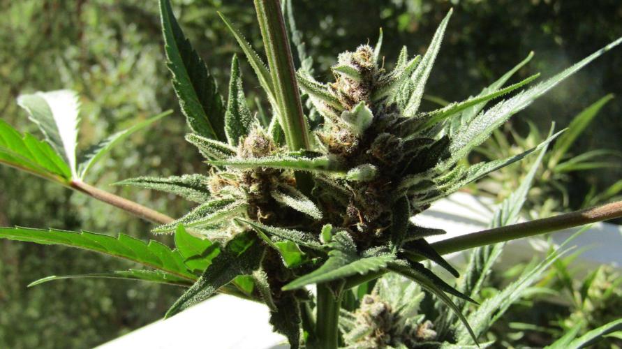 Fast Buds Outdoor 2026 -Guava RF3 Auto. Week 9