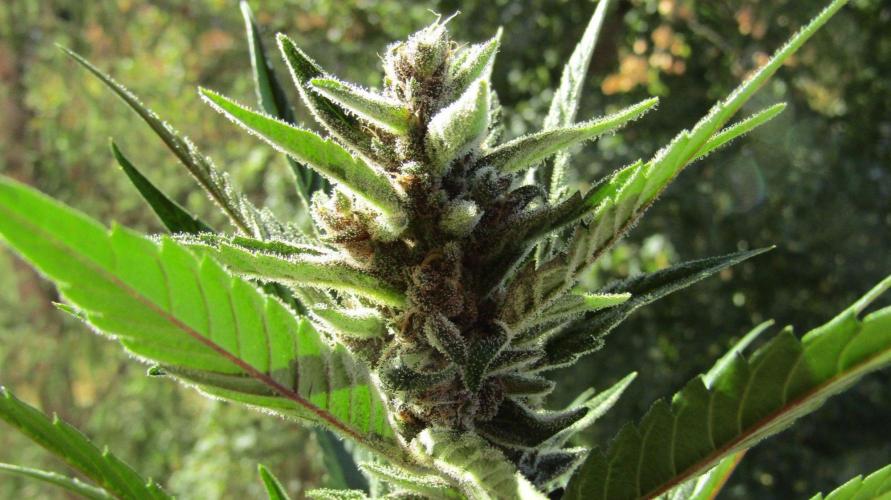 Fast Buds Outdoor 2026 -Guava RF3 Auto. Week 9