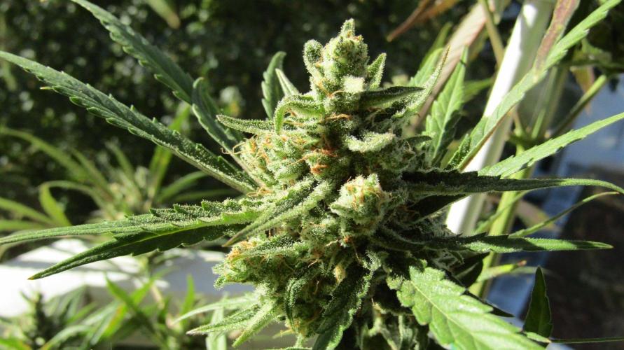 Fast Buds Outdoor 2026 -Guava RF3 Auto. Week 9