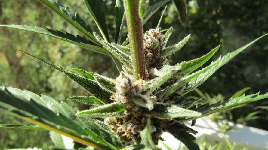 Fast Buds Outdoor 2026 -Guava RF3 Auto. Week 9