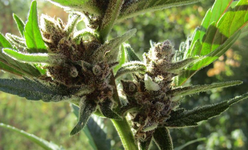 Fast Buds Outdoor 2026 -Guava RF3 Auto. Week 9