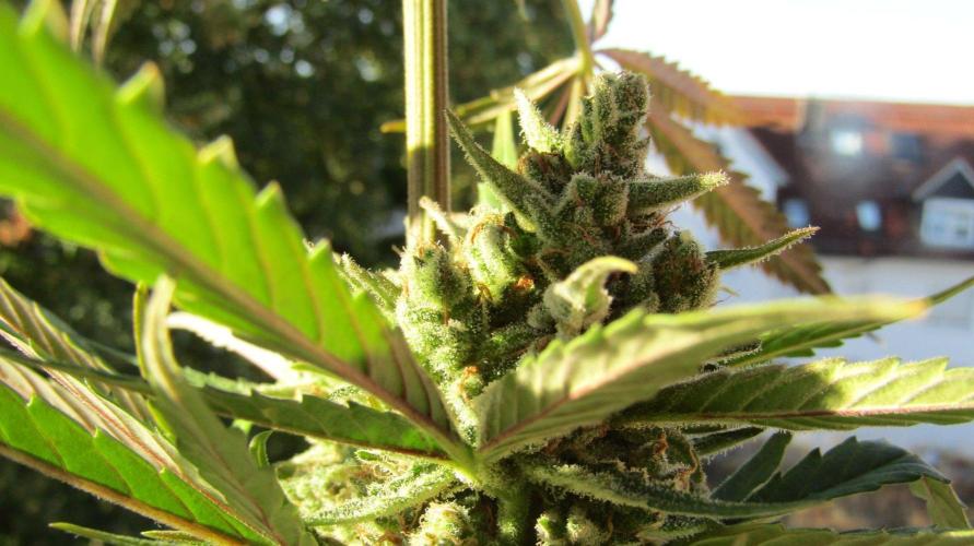Fast Buds Outdoor 2026 -Guava RF3 Auto. Week 9