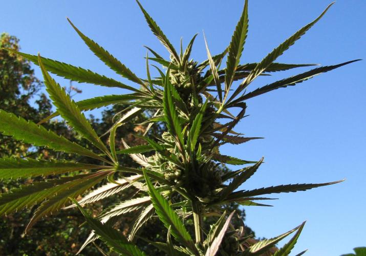 Fast Buds Outdoor 2026 -Guava RF3 Auto. Week 9
