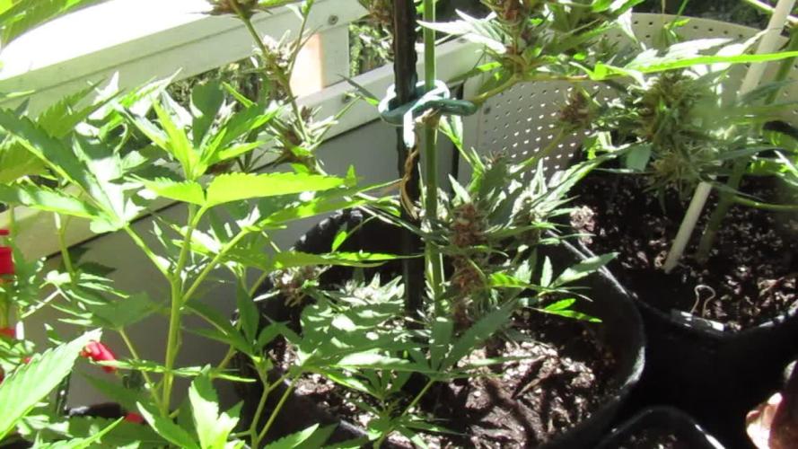 Fast Buds Outdoor 2026 -Guava RF3 Auto