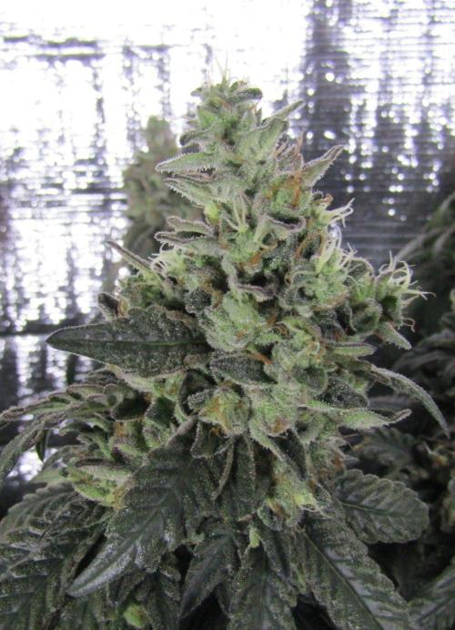 Teufels Plätzchen ! USA Genetics 2026. Week 19
