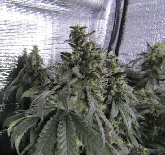 Teufels Plätzchen ! USA Genetics 2026. Week 19