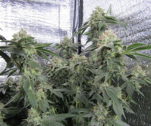 Teufels Plätzchen ! USA Genetics 2026. Week 19