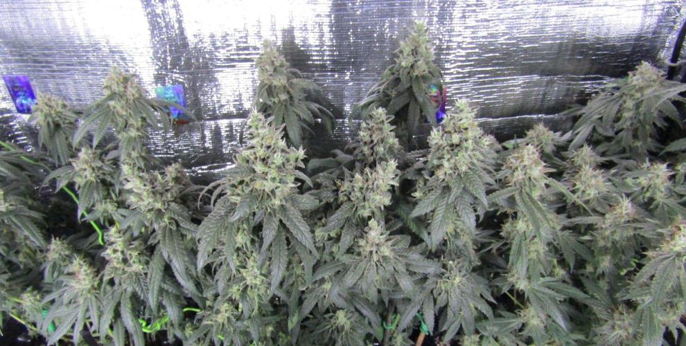 Teufels Plätzchen ! USA Genetics 2026. Week 19