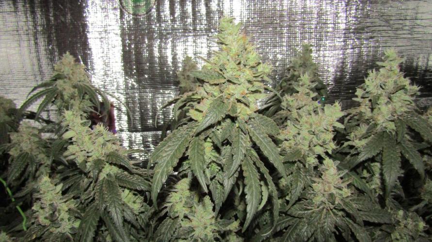 Teufels Plätzchen ! USA Genetics 2026. Week 19