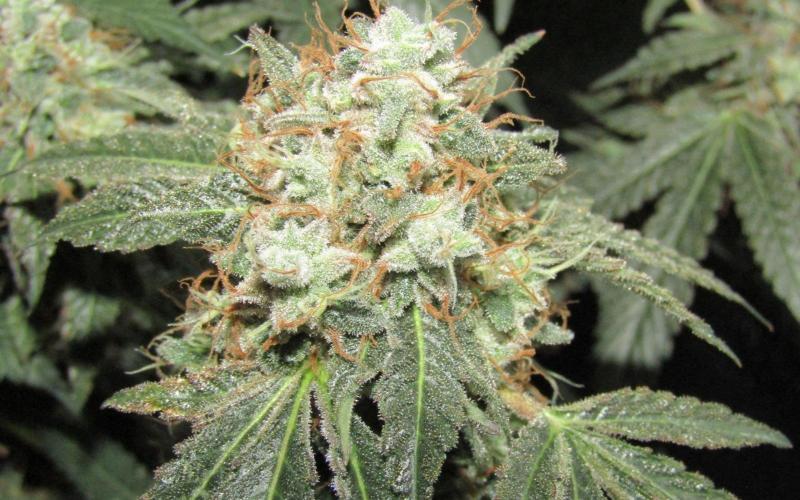Teufels Plätzchen ! USA Genetics 2026. Week 19
