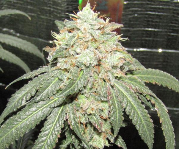 Teufels Plätzchen ! USA Genetics 2026. Week 19