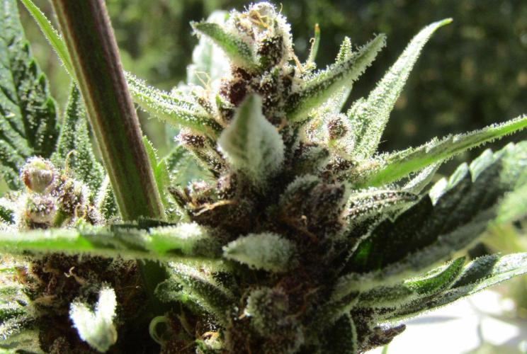 Fast Buds Outdoor 2026 -Guava RF3 Auto. Week 10