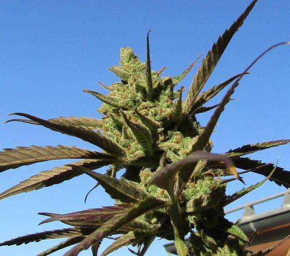 Fast Buds Outdoor 2026 -Guava RF3 Auto. Week 10