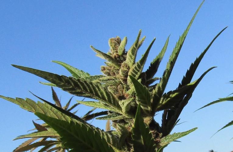 Fast Buds Outdoor 2026 -Guava RF3 Auto. Week 10