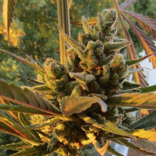 Fast Buds Outdoor 2026 -Guava RF3 Auto. Week 10