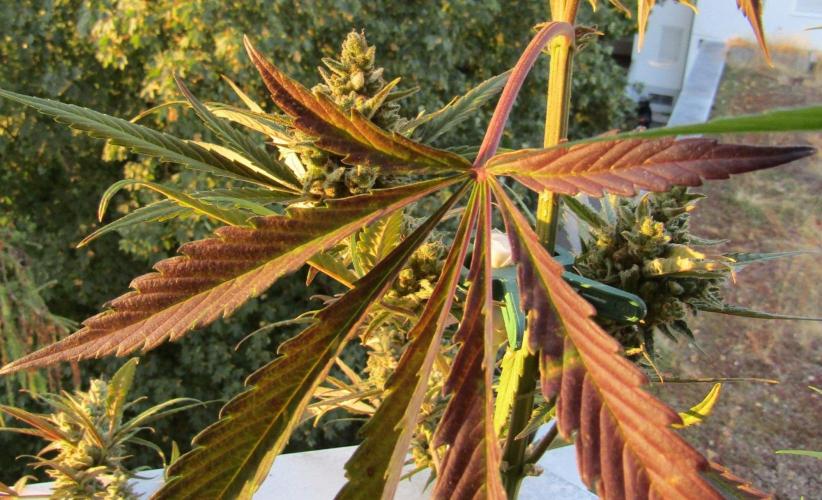 Fast Buds Outdoor 2026 -Guava RF3 Auto. Week 10