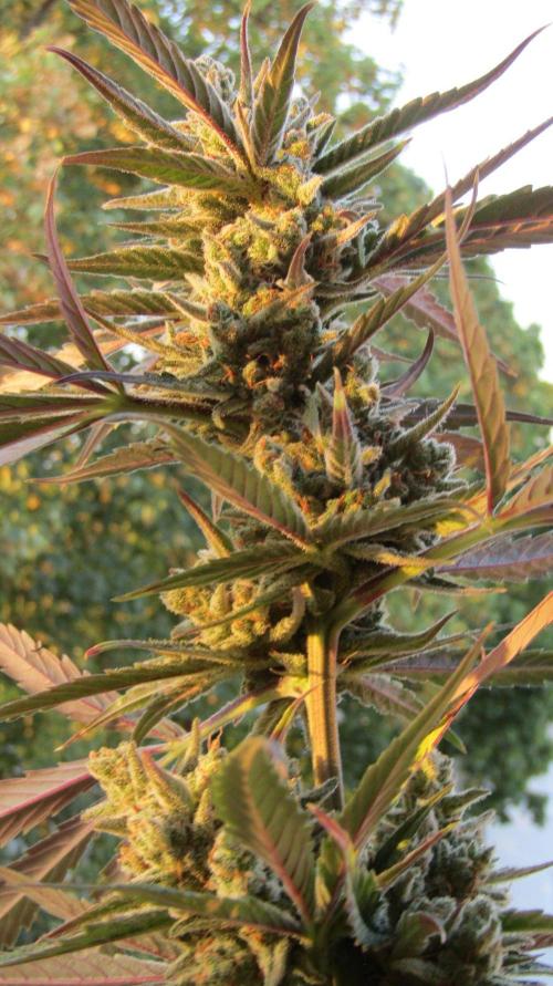 Fast Buds Outdoor 2026 -Guava RF3 Auto. Week 10