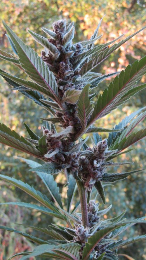 Fast Buds Outdoor 2026 -Guava RF3 Auto. Week 10