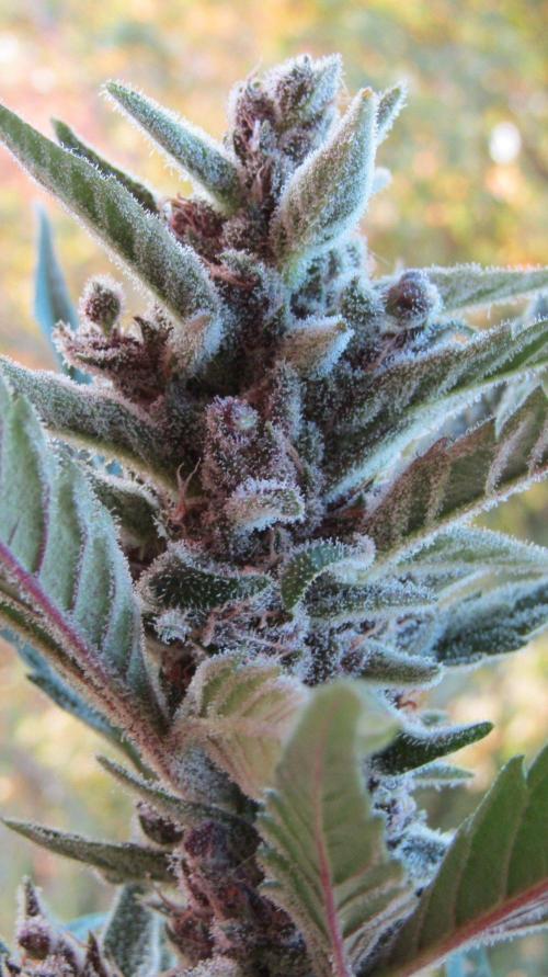 Fast Buds Outdoor 2026 -Guava RF3 Auto. Week 10