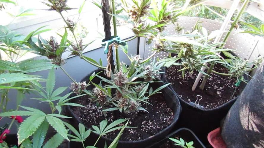 Fast Buds Outdoor 2026 -Guava RF3 Auto