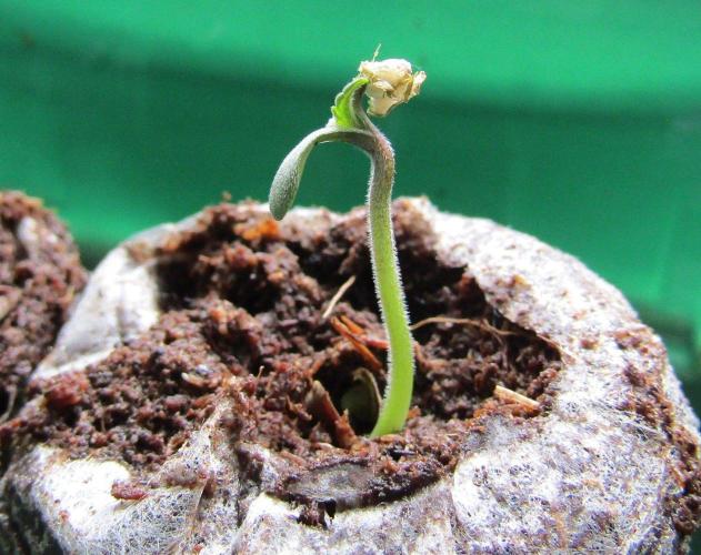 Delicious Seeds 2026 Contest-Golosa. Week 0