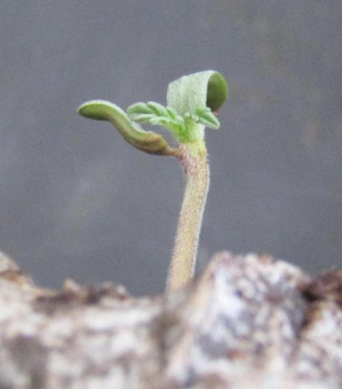 Delicious Seeds 2026 Contest-Golosa. Week 0