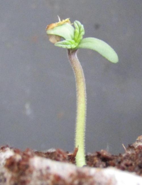 Delicious Seeds 2026 Contest-Golosa. Week 0