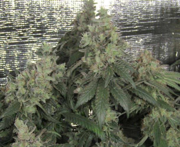 Teufels Plätzchen ! USA Genetics 2026. Week 20