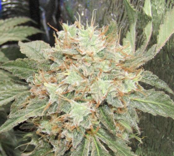 Teufels Plätzchen ! USA Genetics 2026. Week 20