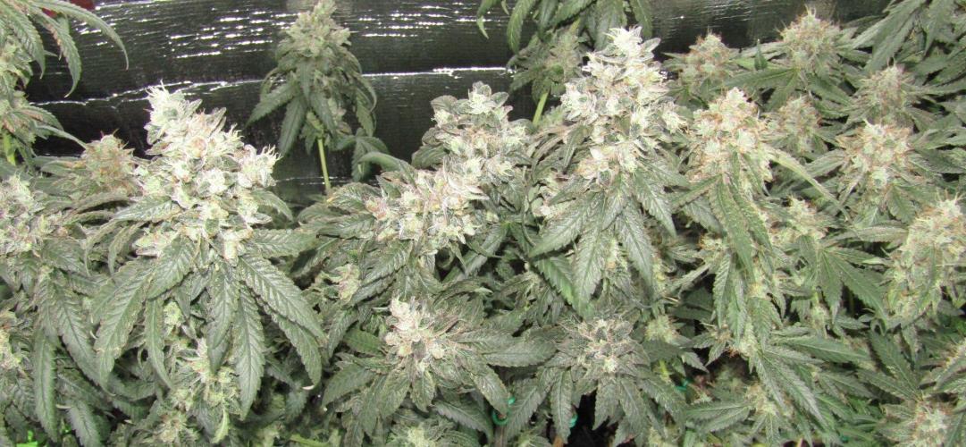 Teufels Plätzchen ! USA Genetics 2026. Week 20