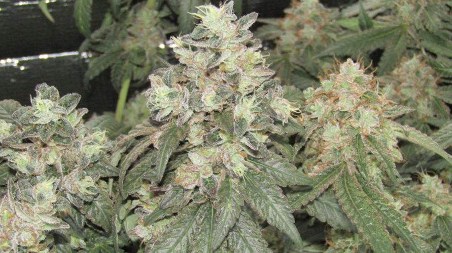 Teufels Plätzchen ! USA Genetics 2026. Week 20
