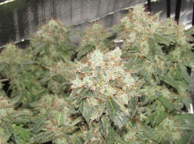 Teufels Plätzchen ! USA Genetics 2026. Week 20