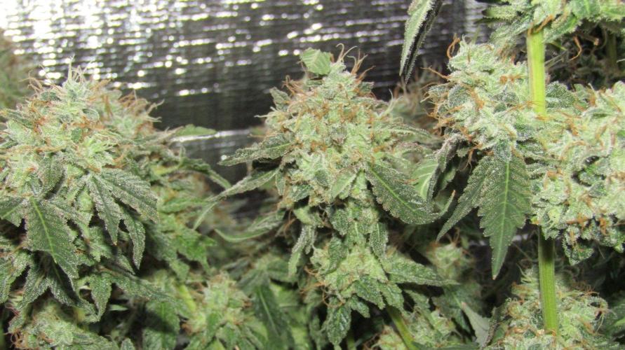 Teufels Plätzchen ! USA Genetics 2026. Week 20