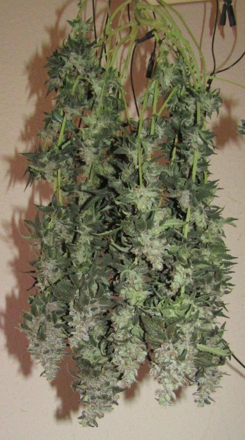 Teufels Plätzchen ! USA Genetics 2026. Week 20