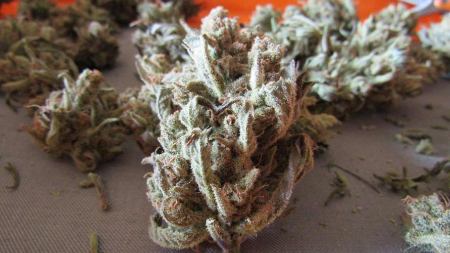 Fast Buds - Guava Auto RF3 door DrGruen