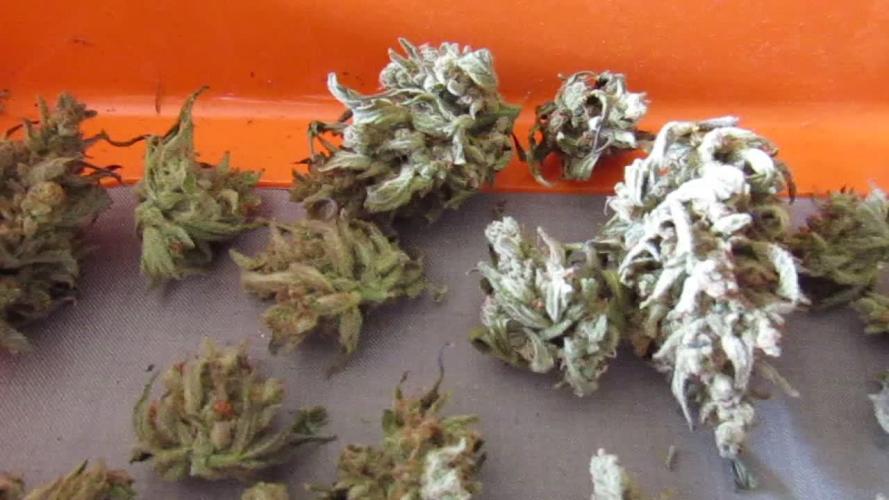 Fast Buds Outdoor 2026 -Guava RF3 Auto