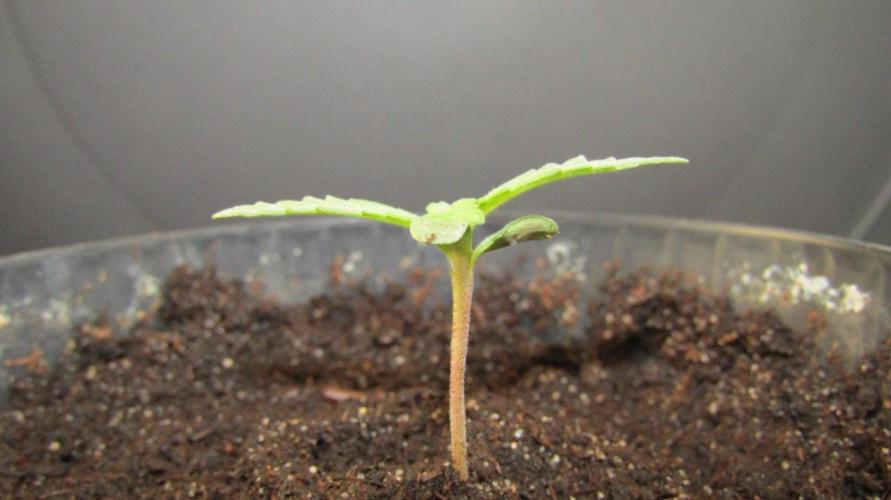Delicious Seeds 2026 Contest-Golosa. Week 1