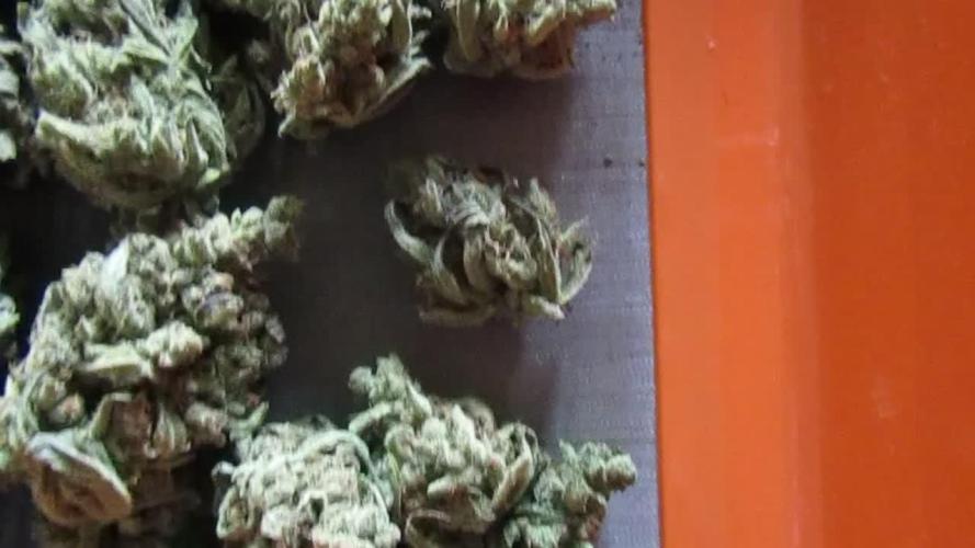 Fast Buds Outdoor 2026 -Guava RF3 Auto