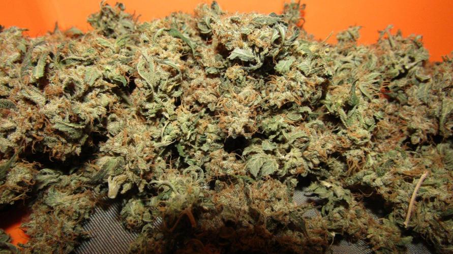 Teufels Plätzchen ! USA Genetics 2026. Week 20