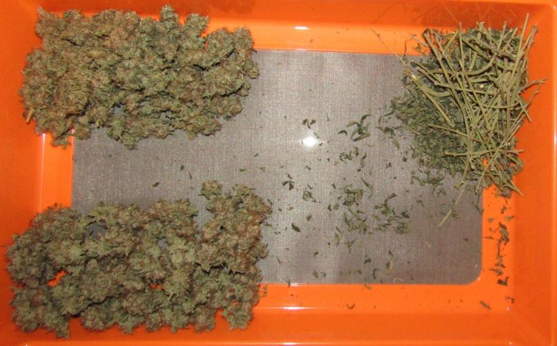 Teufels Plätzchen ! USA Genetics 2026. Week 20