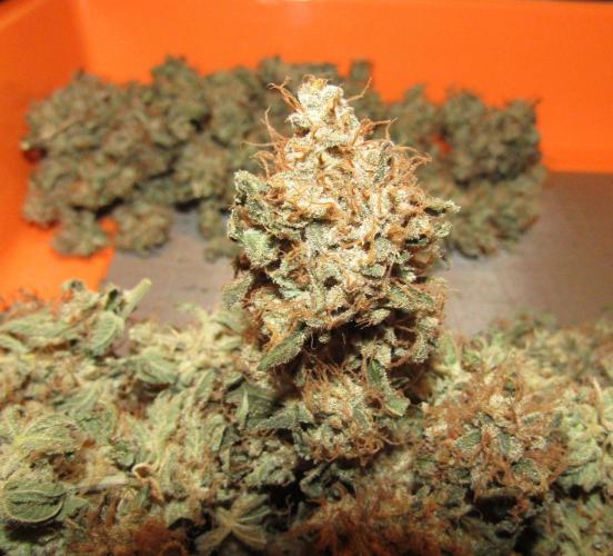 Teufels Plätzchen ! USA Genetics 2026. Week 20