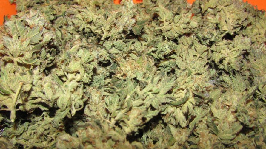 Teufels Plätzchen ! USA Genetics 2026. Week 20