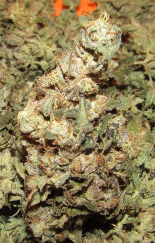 Teufels Plätzchen ! USA Genetics 2026. Week 20