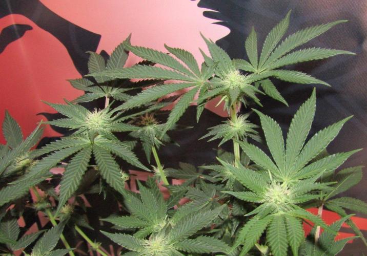 Z42. Week 9