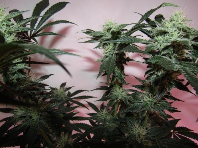 Eternity Grow Cup 2026. Week 11