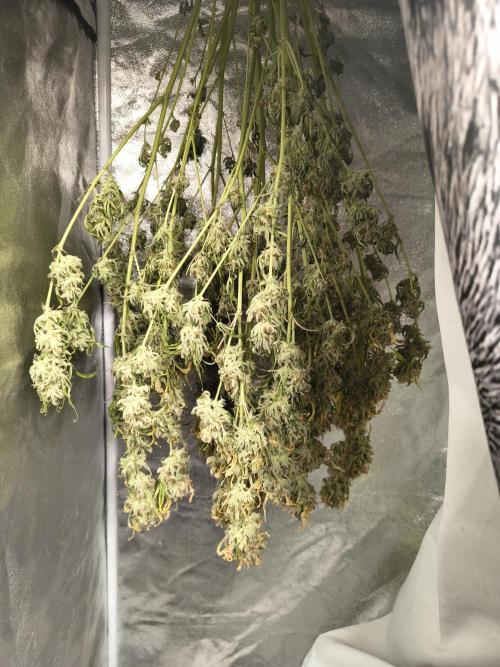 Garlic jam auto. Week 12