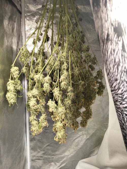 Garlic jam auto. Week 12