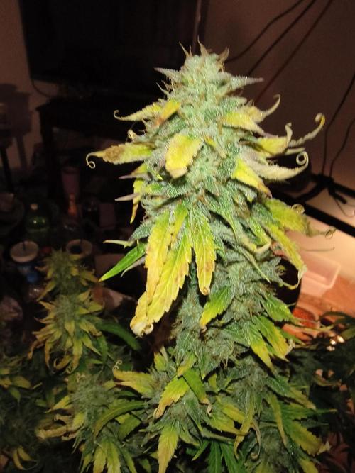 Garlic jam auto. Week 12